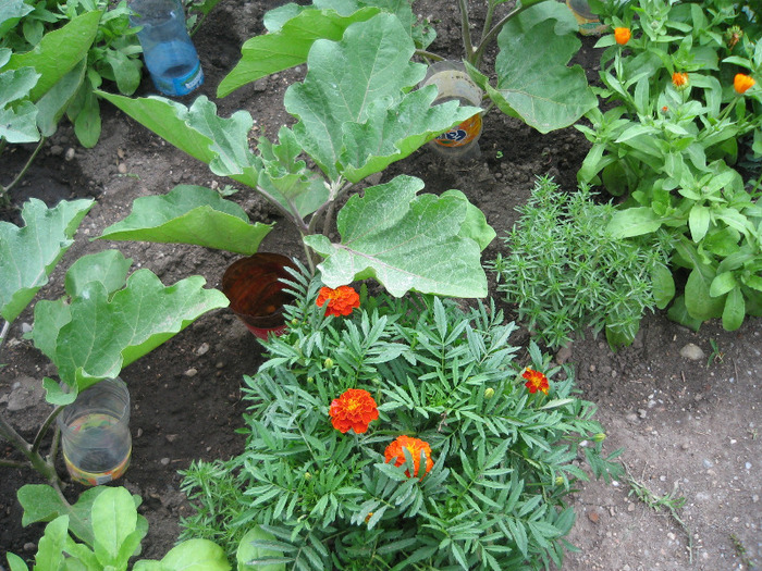 Craite,cimbru,galbenele,vinete 30 iunie 2011 - Gradina noastra 2011