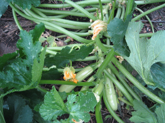 Dovlecei tufa 30.06.2011 - Gradina noastra 2011