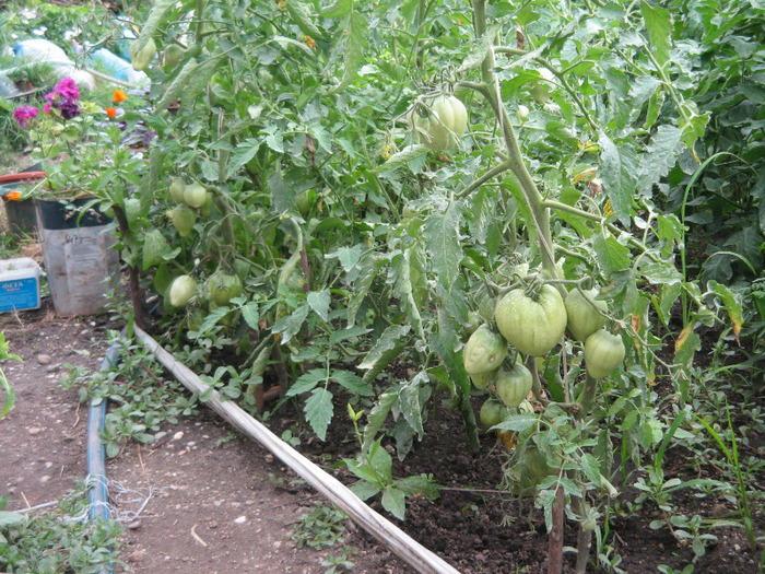 Inima de bou 30.06.2011 - Gradina noastra 2011