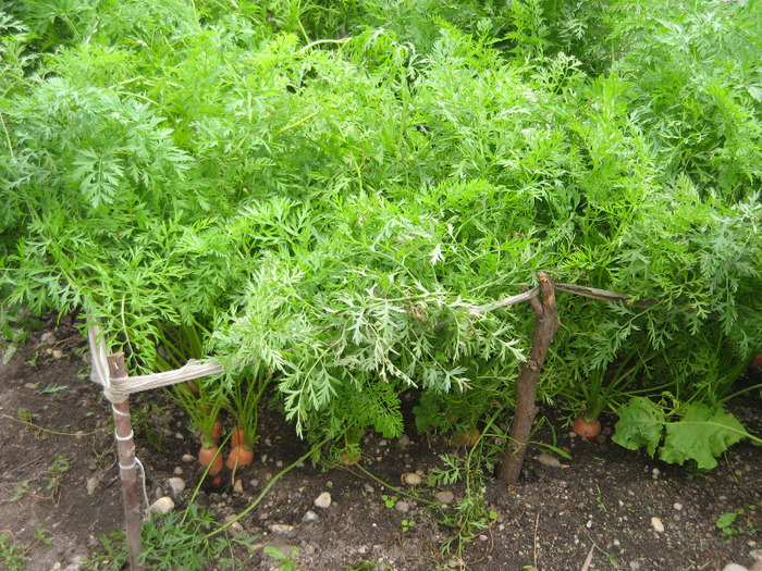 Morcovi 30.06.2011 - Gradina noastra 2011