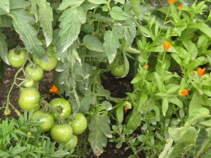 Rosii 30.06.2011 - Gradina noastra 2011
