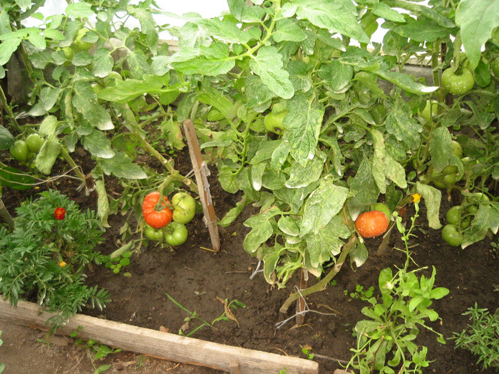 Primele rosii care se coc in solar 30.06.2011 - Gradina noastra 2011