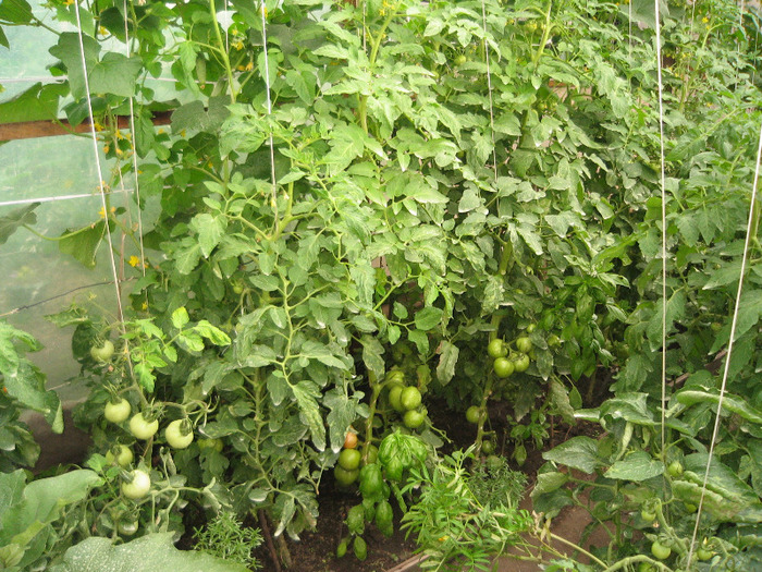 Rosii in solar 30.06.2011