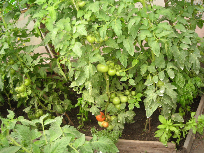 Rosii soiul Rila 30.06.2011 - Gradina noastra 2011