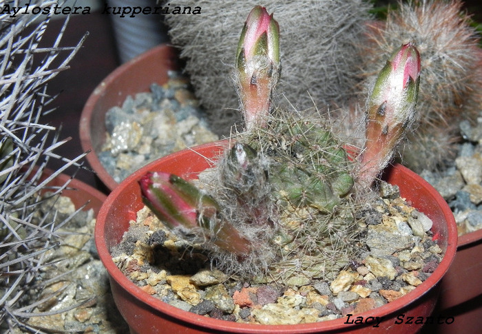 Aylostera kupperiana - cactusi imbobociti