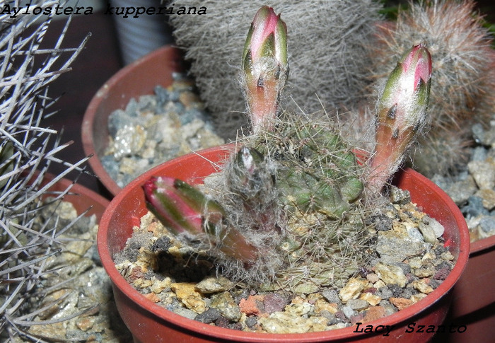 Aylostera kupperiana
