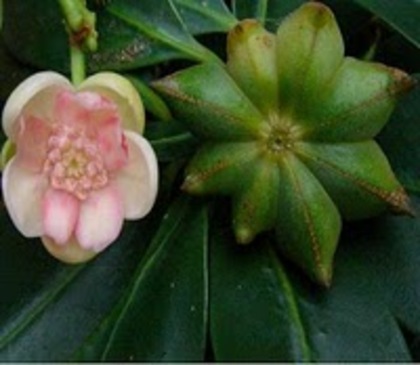 anason stelat floare si fruct - Anason stelat-Star anise