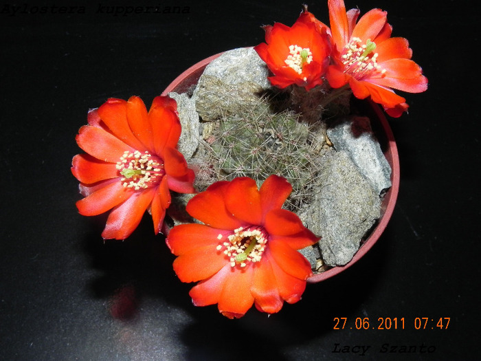 Aylostera kupperiana