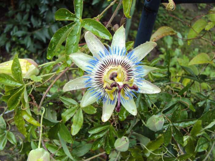 caerulea - Passiflora