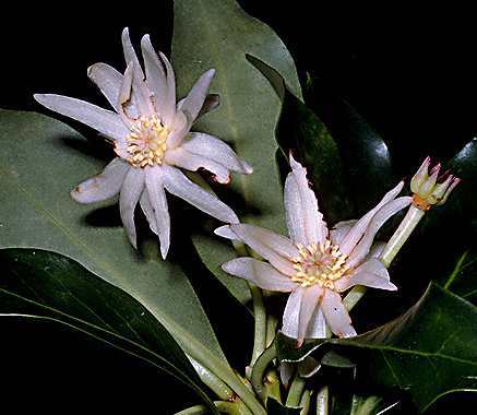 floare de anason - Anason stelat-Star anise