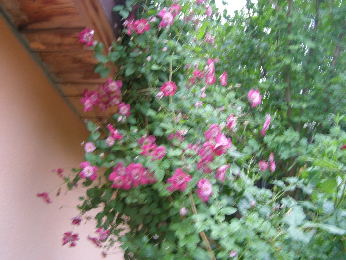 P5166180