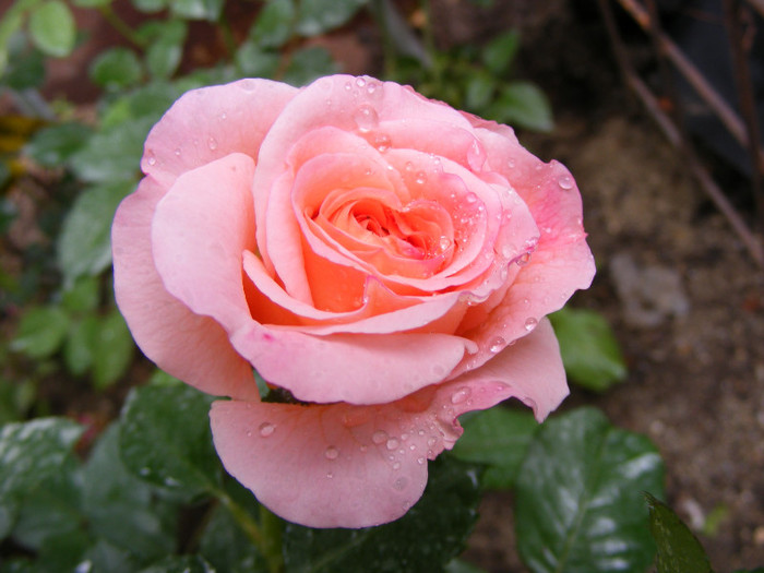 Augusta Luise; Theahybrid,floare mare(41-50 petale),parfum fructat puternic,5 din 5puncte,h0,7-1,2m
