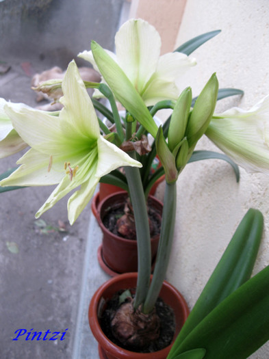 lemon cu 2 tije - AMARYLLIS-11