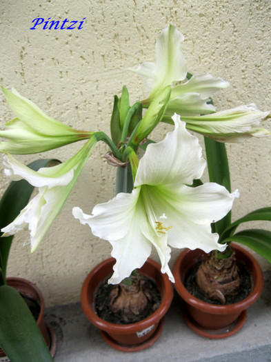 multi boboci :) - AMARYLLIS-11