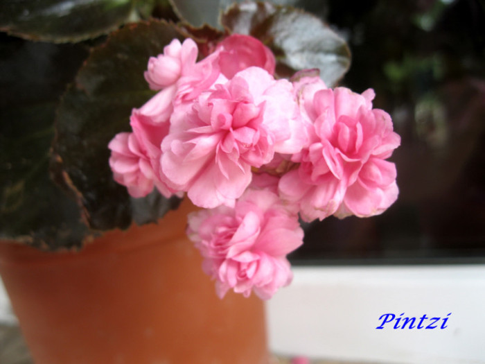 bego roz cu flori batute