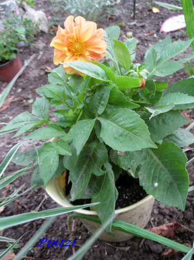 pitica galben-orange - Dahlia-11