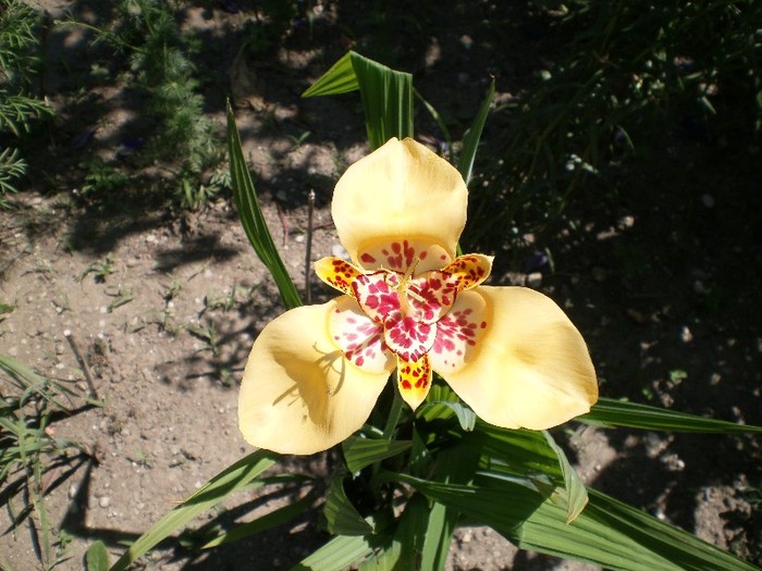 tigridia galbena - vara 2011