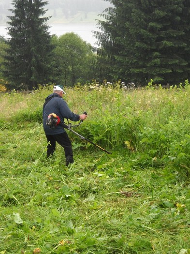 Frunza verde....ca....