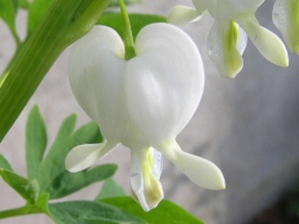 DICENTRA SPECTABILIS - FLORI RARE