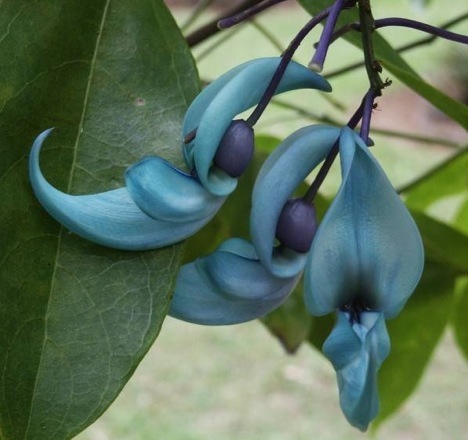 Green Jade Flower