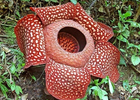 rafflesia - FLORI RARE
