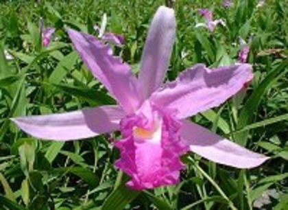 Sobralia macrantha