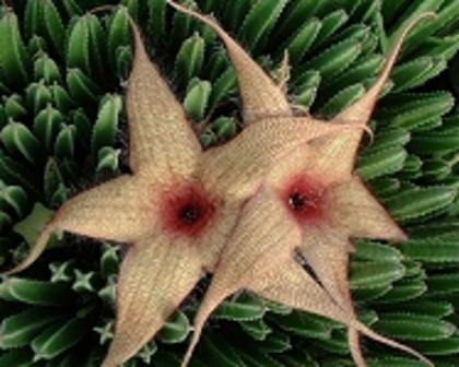 Stapelia gigantea - FLORI RARE