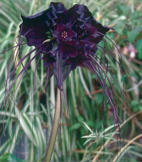 Tacca Chantrieri