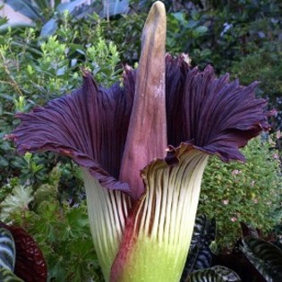 TITAN ARUM 2 - FLORI RARE