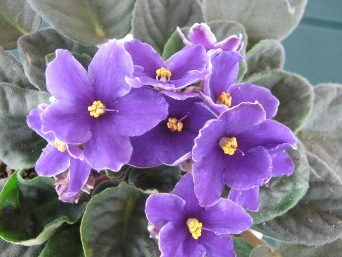 Violete 18 - violete