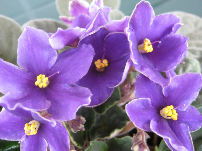 Violete 19 - violete