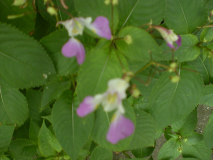 P7010007; impatiens
