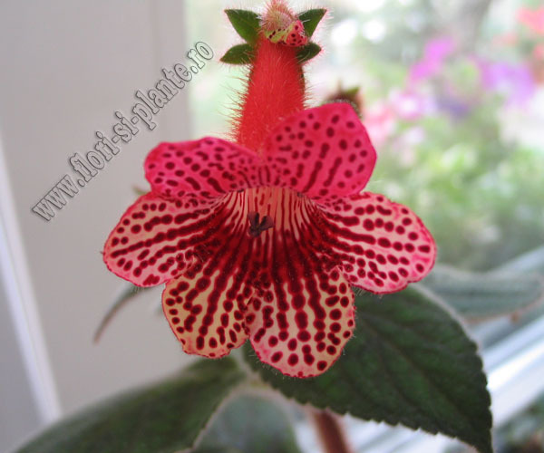 New - Kohleria Elise; Floarea este incredibila, este translucida, cu design complex, nuantele de culori greu de descris.
