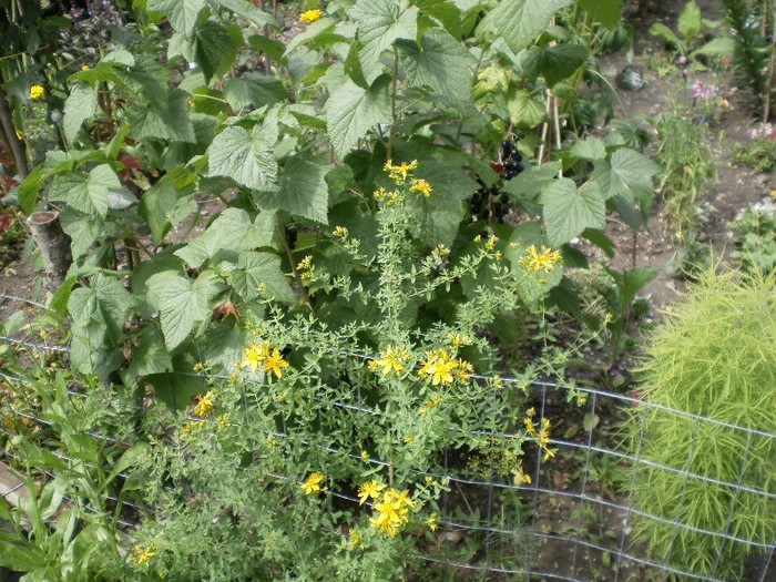 sunatoare si coacaz negru