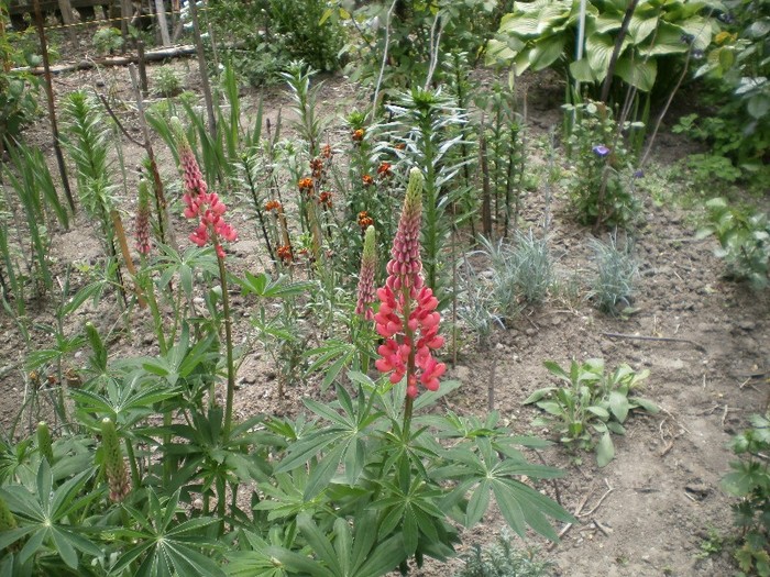 lupin rosu