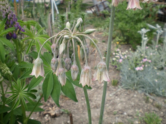 nectaroscordum siculum