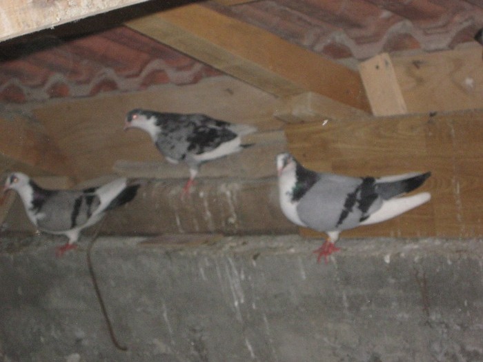 o pereche si o porumbita