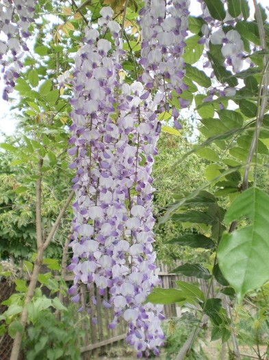 flori de glicina zaponeza ( 50 cm lungime)