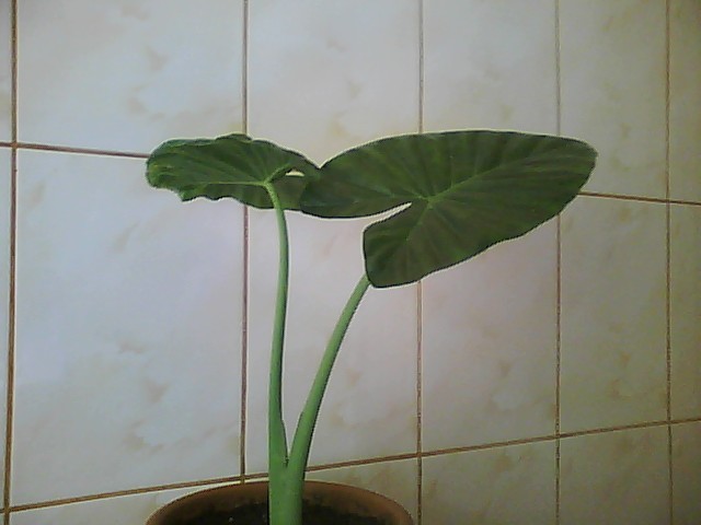 colocasia-de la Dianadia; urechea de elefant
