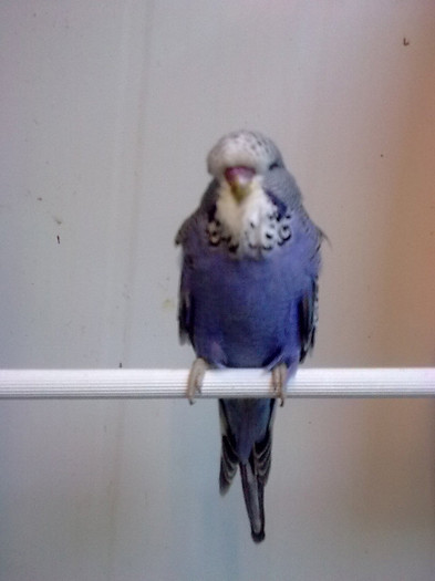 Imagine1191; buna culoare si buna lungime
