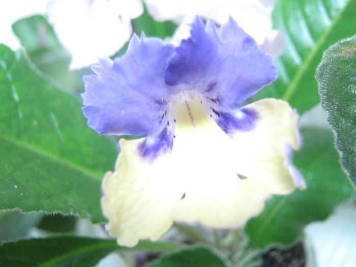  - streptocarpus Harlequin Blue