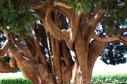 Sav-e-Abarkooh Cypress