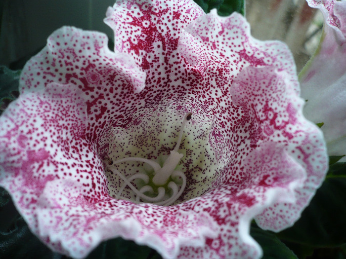 Dotted red - zzz-GLOXINIA SI MINISININGIA 2011-iesite din colectie