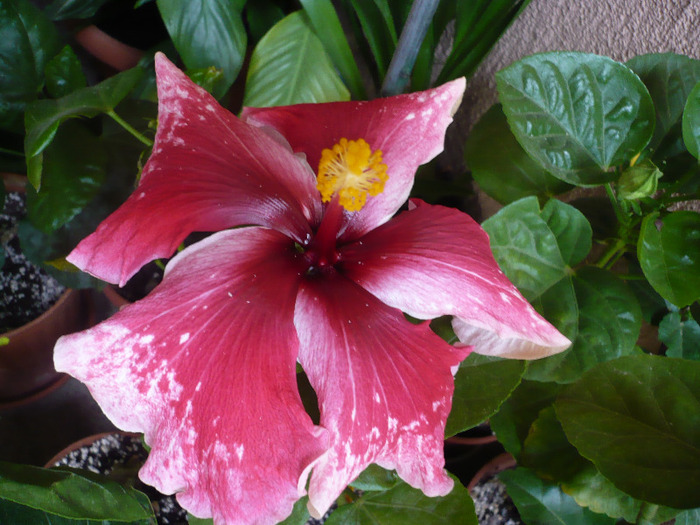 P1080309 - HIBISCUSI 2011-1