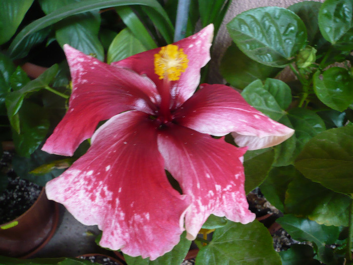 P1080308 - HIBISCUSI 2011-1