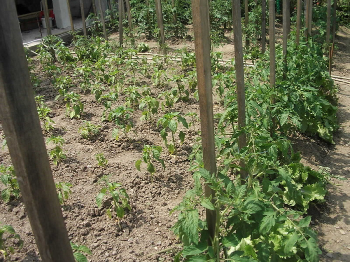 097 - Gradina de legume 2011