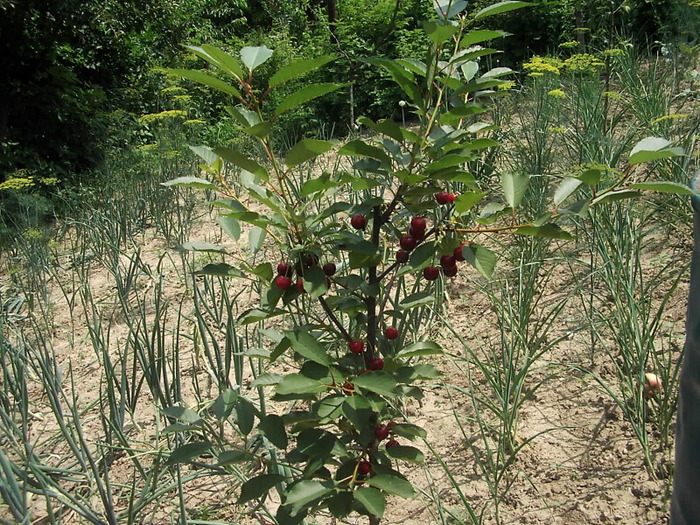 104 - Gradina de legume 2011