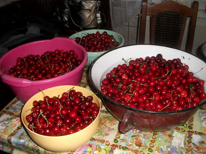 029 - Gradina de legume 2011