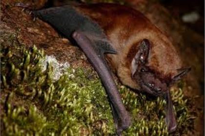 images (35) - lilieci