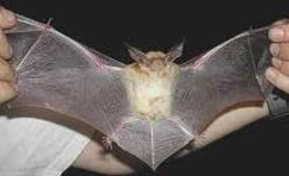 images (36) - lilieci